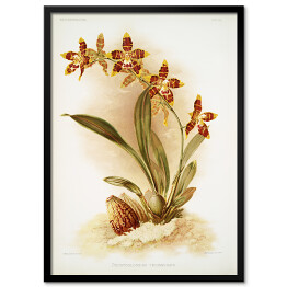 Plakat w ramie F. Sander Orchidea no 4. Reprodukcja