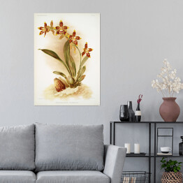 Plakat samoprzylepny F. Sander Orchidea no 4. Reprodukcja