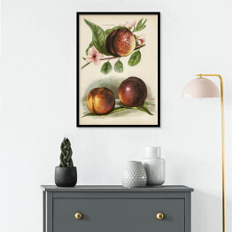Plakat w ramie Kwitnąca brzoskwinia vintage John Wright Reprodukcja