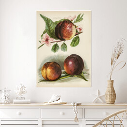 Plakat samoprzylepny Kwitnąca brzoskwinia vintage John Wright Reprodukcja