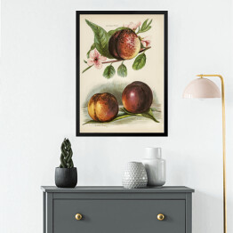 Obraz w ramie Kwitnąca brzoskwinia vintage John Wright Reprodukcja