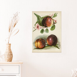 Plakat samoprzylepny Kwitnąca brzoskwinia vintage John Wright Reprodukcja