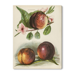Obraz na płótnie Kwitnąca brzoskwinia vintage John Wright Reprodukcja
