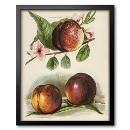 Obraz w ramie Kwitnąca brzoskwinia vintage John Wright Reprodukcja