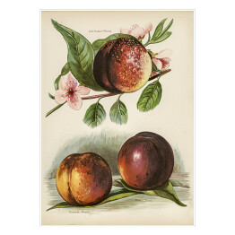Plakat Kwitnąca brzoskwinia vintage John Wright Reprodukcja