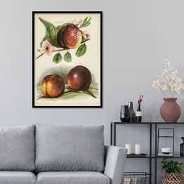 Plakat w ramie Kwitnąca brzoskwinia vintage John Wright Reprodukcja