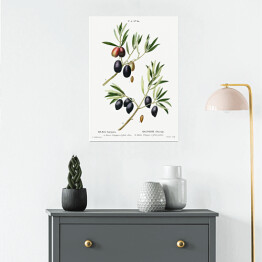 Plakat Pierre Joseph Redouté "Czarne oliwki. Gałązki" - reprodukcja