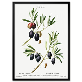 Obraz klasyczny Pierre Joseph Redouté "Czarne oliwki. Gałązki" - reprodukcja