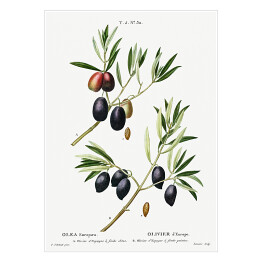 Plakat Pierre Joseph Redouté "Czarne oliwki. Gałązki" - reprodukcja