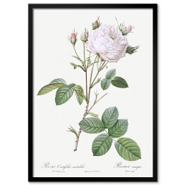 Obraz klasyczny Pierre Joseph Redouté "Biała róża" - reprodukcja
