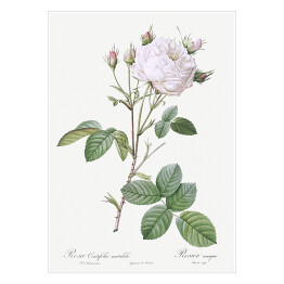 Plakat samoprzylepny Pierre Joseph Redouté "Biała róża" - reprodukcja
