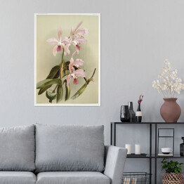 Plakat samoprzylepny F. Sander Orchidea no 21. Reprodukcja