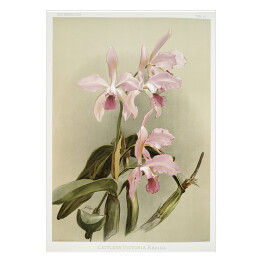 Plakat F. Sander Orchidea no 21. Reprodukcja