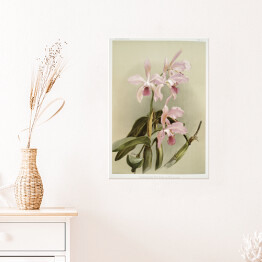 Plakat samoprzylepny F. Sander Orchidea no 21. Reprodukcja