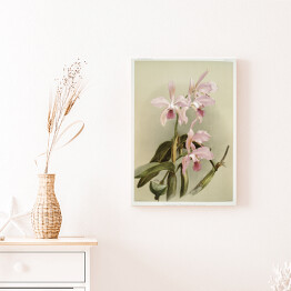 Obraz na płótnie F. Sander Orchidea no 21. Reprodukcja