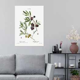 Plakat samoprzylepny Pierre Joseph Redouté "Gałązka oliwna" - reprodukcja