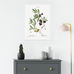 Plakat Pierre Joseph Redouté "Gałązka oliwna" - reprodukcja