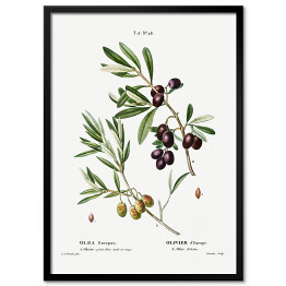 Obraz klasyczny Pierre Joseph Redouté "Gałązka oliwna" - reprodukcja