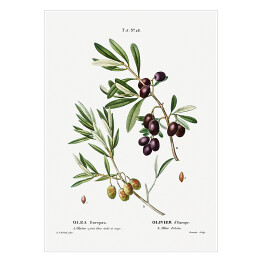Plakat samoprzylepny Pierre Joseph Redouté "Gałązka oliwna" - reprodukcja