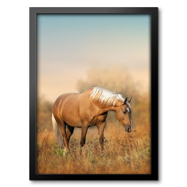 Obraz w ramie Koń na łące o poranku