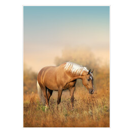 Plakat Koń na łące o poranku